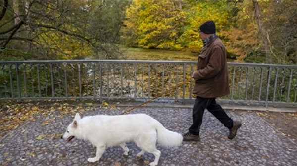 Almanya’da Köpek Vergisi Gelirleri Rekor Kırdı, Sokak Köpekleri Sorunu Devam Ediyor